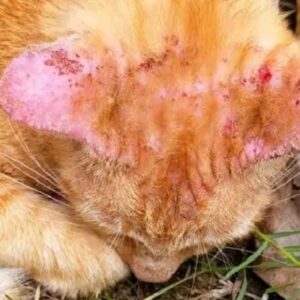 Apakah Jamur Pada Kucing Bisa Sembuh Sendiri